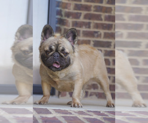 Mother of the French Bulldog puppies born on 12/15/2024