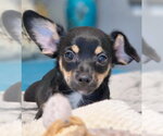 Small #5 Chiweenie