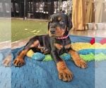 Small #3 Doberman Pinscher