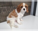 Small Photo #8 Cavalier King Charles Spaniel Puppy For Sale in CLARK, MO, USA