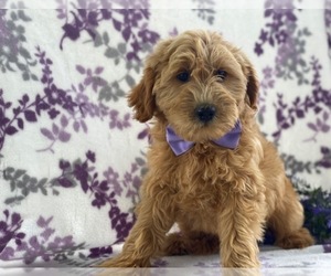 Goldendoodle Puppy for sale in LANCASTER, PA, USA