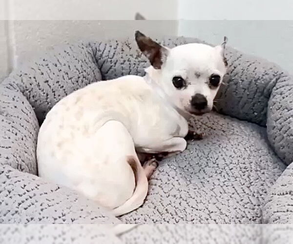 Medium Photo #1 Chihuahua Puppy For Sale in Houston, TX, USA