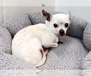 Chihuahua Dogs for adoption in Houston, TX, USA