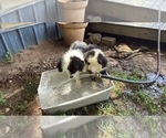 Small Australian Shepherd-Old English Sheepdog Mix
