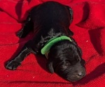 Small Photo #20 Boykin Spaniel-Goldendoodle Mix Puppy For Sale in MORGANTON, NC, USA