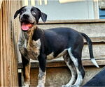 Small #2 Catahoula Leopard Dog Mix