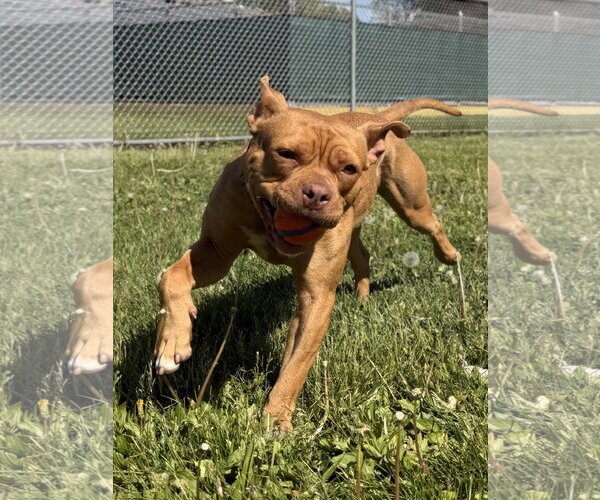 Medium Photo #8 Mutt Puppy For Sale in Jefferson, WI, USA