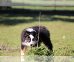 Small Photo #2 Miniature Australian Shepherd Puppy For Sale in CHEHALIS, WA, USA
