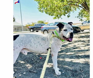 Steelix - Male American Pit Bull Terrier-Unknown Mix Dog for Adoption - Photo #7