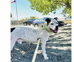 Small #6 American Pit Bull Terrier Mix