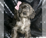 Small #3 Cocker Spaniel