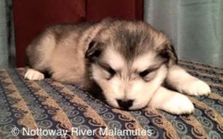 Alaskan Malamute Puppy for sale in COURTLAND, VA, USA