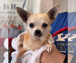 Small #2 Chihuahua