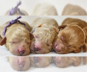 Goldendoodle Puppy for sale in PHOENIX, AZ, USA