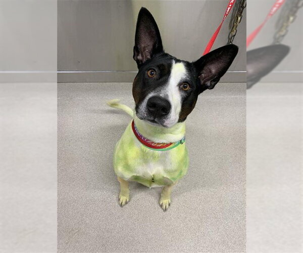 Medium Photo #1 Basenji-Unknown Mix Puppy For Sale in Fairbanks, AK, USA