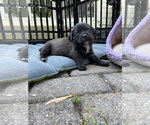 Small #4 Labrador Retriever Mix