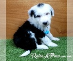 Small Photo #9 Sheepadoodle Puppy For Sale in OVERGAARD, AZ, USA