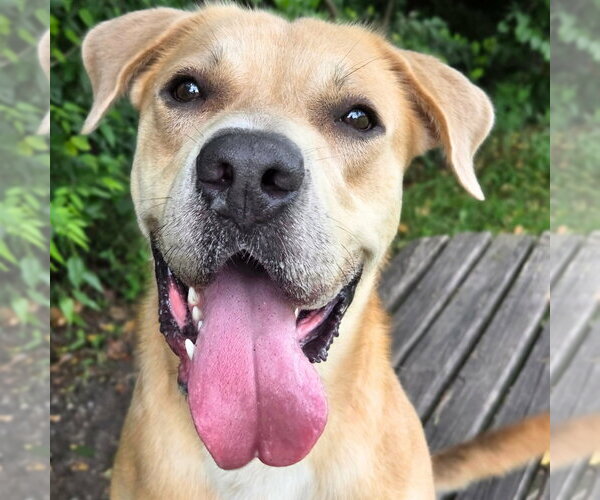 Medium Photo #4 Black Mouth Cur-Labrador Retriever Mix Puppy For Sale in Anniston, AL, USA