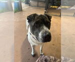 Small #1 Mutt