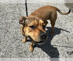 Small American Bulldog