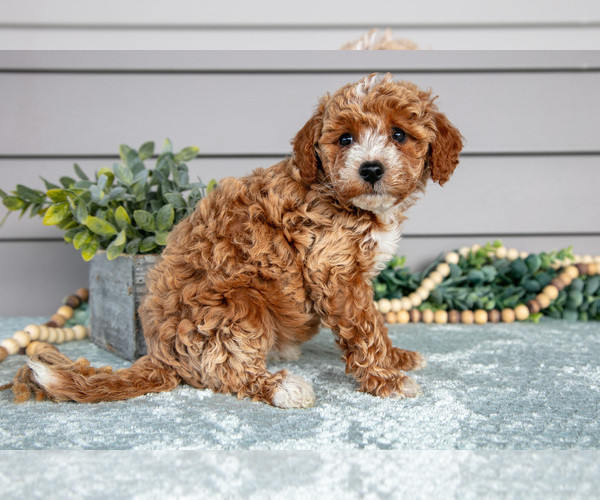 Medium Photo #3 Poodle (Miniature) Puppy For Sale in WOLCOTTVILLE, IN, USA