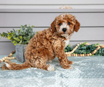 Small #2 Poodle (Miniature)