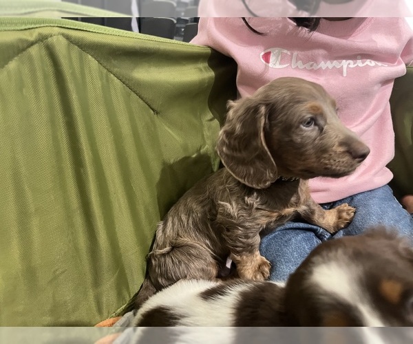 Medium Photo #5 Dachshund Puppy For Sale in RIVERSIDE, CA, USA