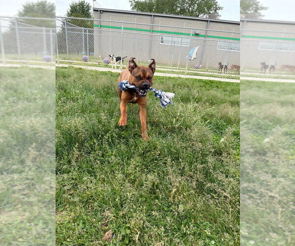 Medium Photo #3 Boxer-Unknown Mix Puppy For Sale in Pierceton , IN, USA