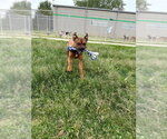 Small #2 Boxer Mix