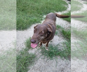 Labrador Retriever Dogs for adoption in AIKEN, SC, USA