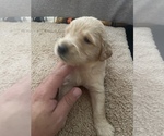 Small Photo #6 Goldendoodle Puppy For Sale in HONOLULU, HI, USA