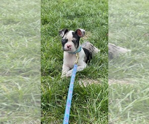 Boston Terrier Puppy for sale in AVON, IN, USA