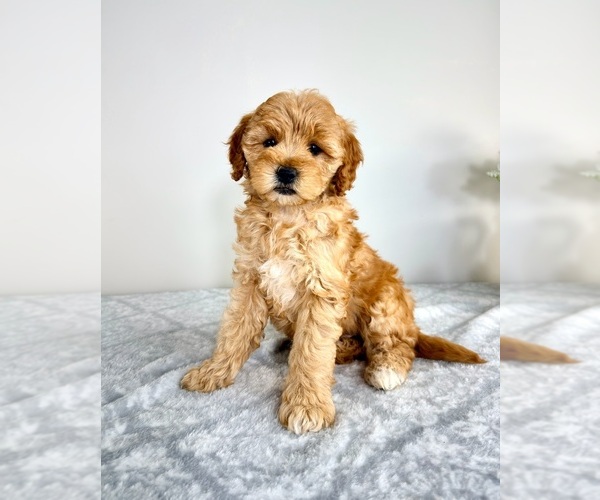 Medium Photo #5 Goldendoodle (Miniature) Puppy For Sale in GREENFIELD, IN, USA