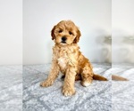 Small #4 Goldendoodle (Miniature)