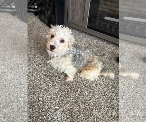 Medium Photo #2 Poodle (Miniature)-Unknown Mix Puppy For Sale in Holly Springs, NC, USA