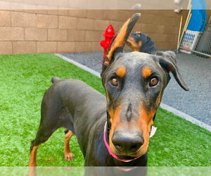 Doberman Pinscher-Unknown Mix Dogs for adoption in Moreno Valley, CA, USA