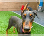 Small Doberman Pinscher Mix