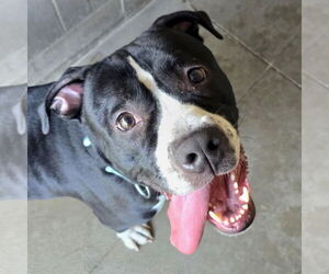 American Pit Bull Terrier-Unknown Mix Dogs for adoption in Jefferson, WI, USA