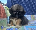 Small #1 Shih Apso-Shih Tzu Mix