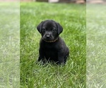 Small Photo #9 Labrador Retriever Puppy For Sale in GLADSTONE, VA, USA