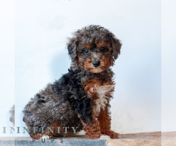 Medium Photo #3 Poodle (Miniature) Puppy For Sale in LITITZ, PA, USA