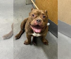 American Bulldog Dogs for adoption in Forestville, MD, USA