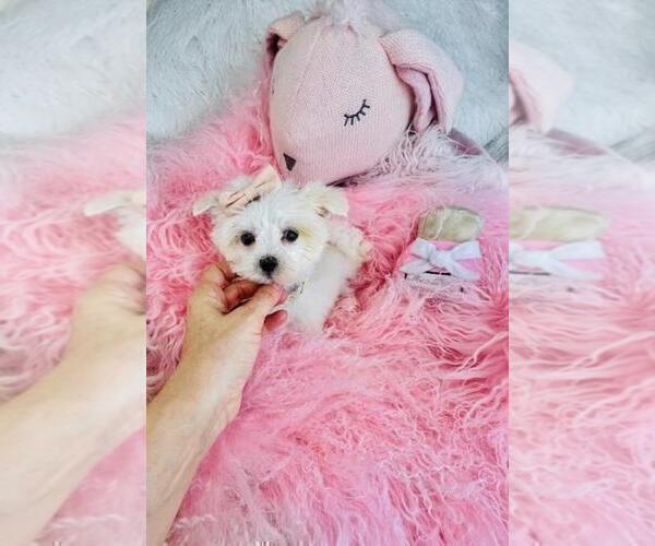 Medium Photo #12 Maltese Puppy For Sale in MIAMI, FL, USA