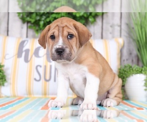 Ba-Shar Puppy for sale in MOUNT VERNON, OH, USA