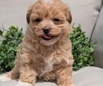 Small #2 Maltipoo
