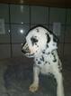 Small Photo #23 Dalmatian Puppy For Sale in DELANO, CA, USA