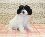 Small #3 Miniature Bernedoodle