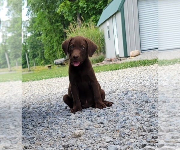 Medium Photo #1 Labrador Retriever Puppy For Sale in ALTAMONT, IL, USA