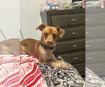 Small #5 Chihuahua