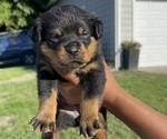 Small Rottweiler